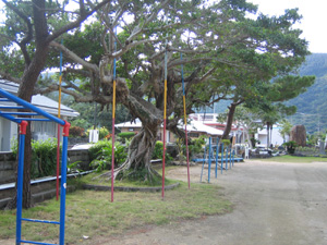 suberi.jpg